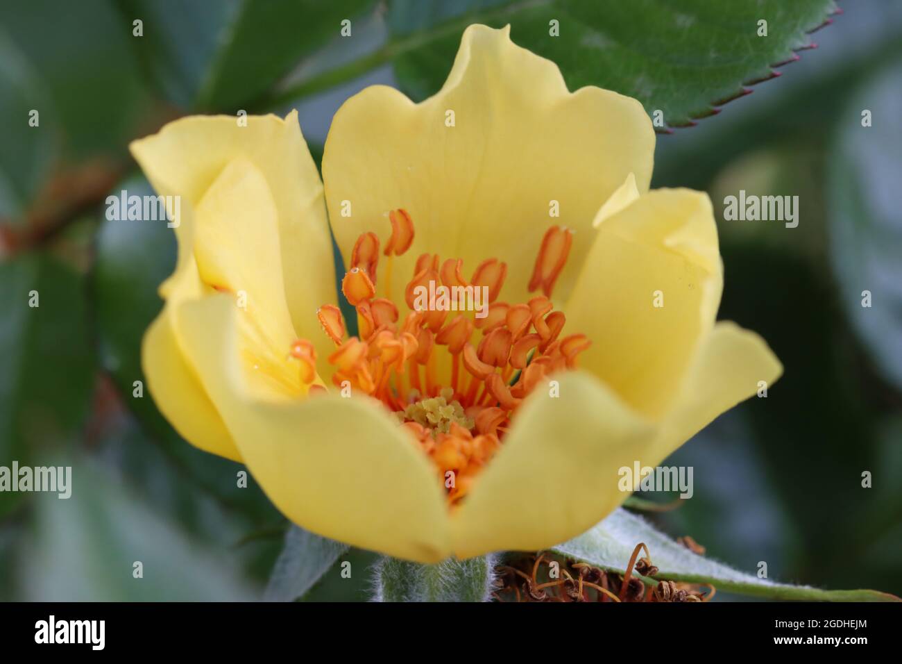 a yellow blossom of the Persian rose `Ducat Mella´ as a close-up Stock Photo